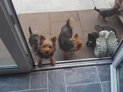 Yorkshire Puppies in Carrick on Shannon