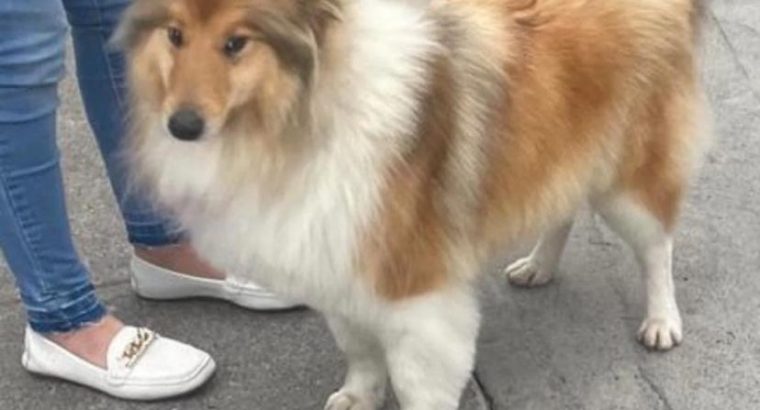 Two Beautiful rough collie pups