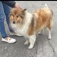 Two Beautiful rough collie pups