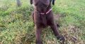 Chocolate lab puppy