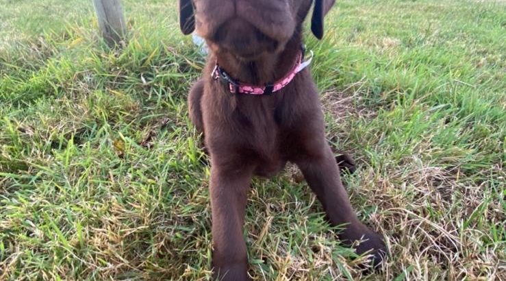 Chocolate lab puppy