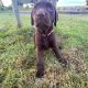 Chocolate lab puppy