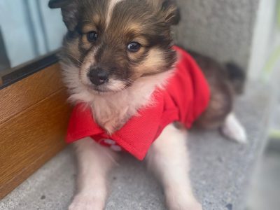 Rough Collie Puppies in Westmeath – Playful Duo