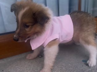 Two Beautiful rough collie pups