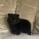 11/10/24 still available TeaCup Pomeranian Puppie