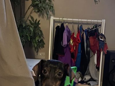 Lovely Dachshund