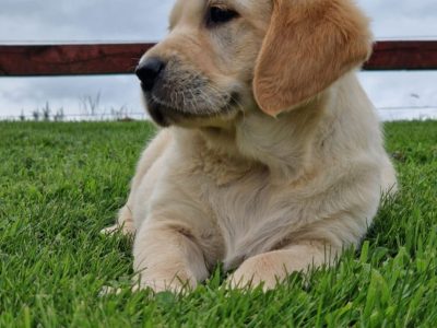 Gold Labrador Puppies for Sale in Kilkenny