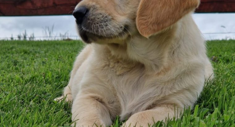 Labrador Retriever