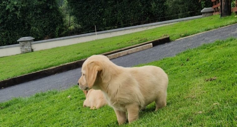 Labrador Retriever