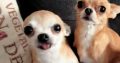 Miniature female Chihuahua for sale