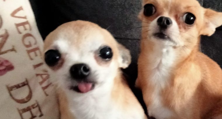 Miniature female Chihuahua for sale