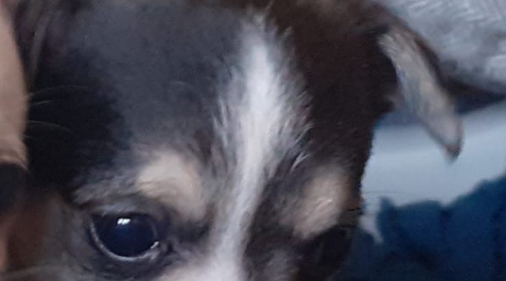 Miniature female Chihuahua for sale