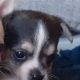 Miniature female Chihuahua for sale