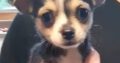 Miniature female Chihuahua for sale