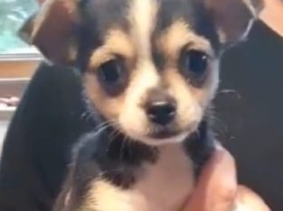 Miniature female Chihuahua for sale