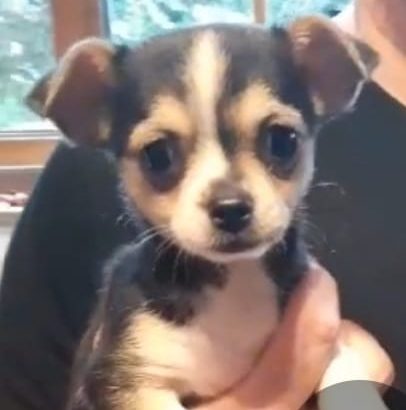 Miniature female Chihuahua for sale