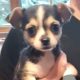 Miniature female Chihuahua for sale