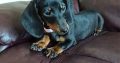 Miniature Female Dachshund puppy