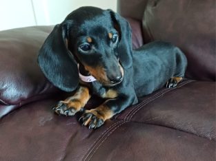 Miniature Female Dachshund puppy