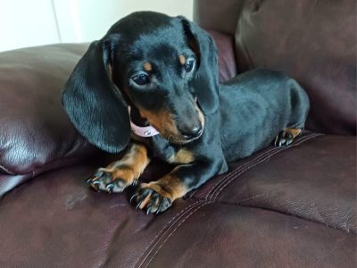 Miniature Dachshund in Dublin – Playful Pup!