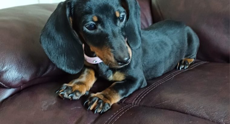 Miniature Female Dachshund puppy