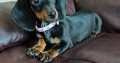 Miniature Female Dachshund puppy