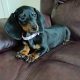 Miniature Female Dachshund puppy