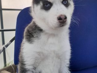 Pomsky pups for sale