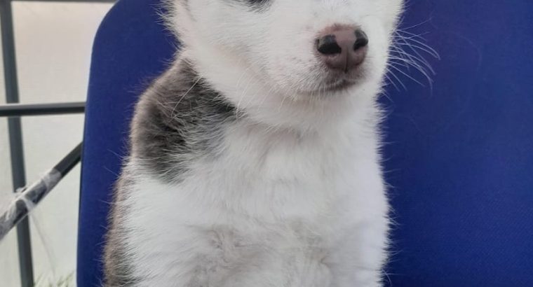 Pomsky pups for sale