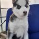 Pomsky pups for sale