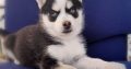 Pomsky pups for sale