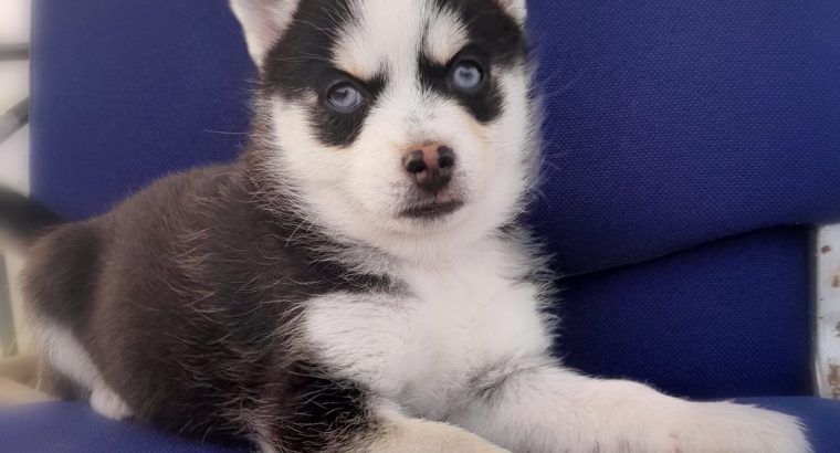 Pomsky pups for sale