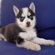 Pomsky pups for sale