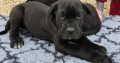 Beautiful corso puppies for sale