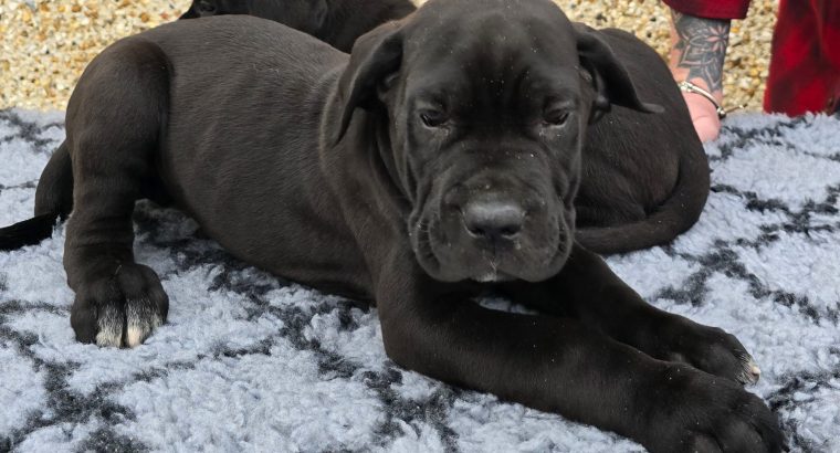 Beautiful corso puppies for sale