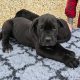 Beautiful corso puppies for sale