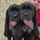 Beautiful corso puppies for sale