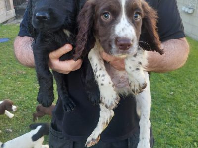 Sprocker Puppies for Sale in Louth – Friendly Fun
