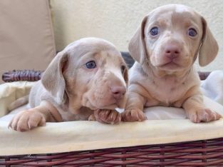 Stunning Dachshunds