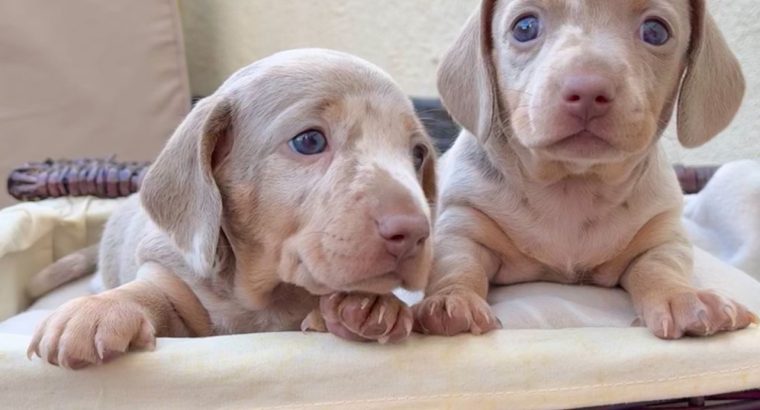 Stunning Dachshunds