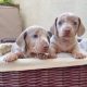 Stunning Dachshunds