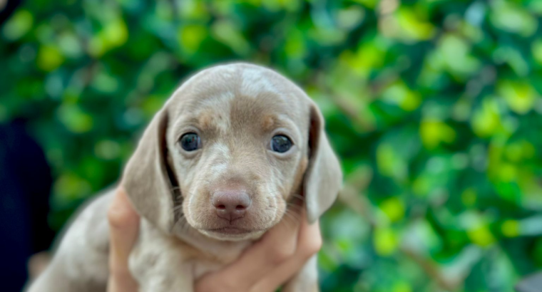 Stunning Dachshunds