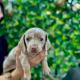 Stunning Dachshunds