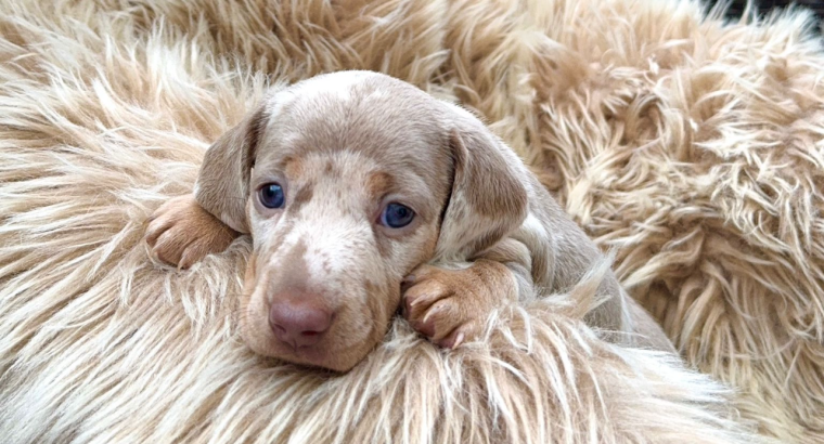 Stunning Dachshunds