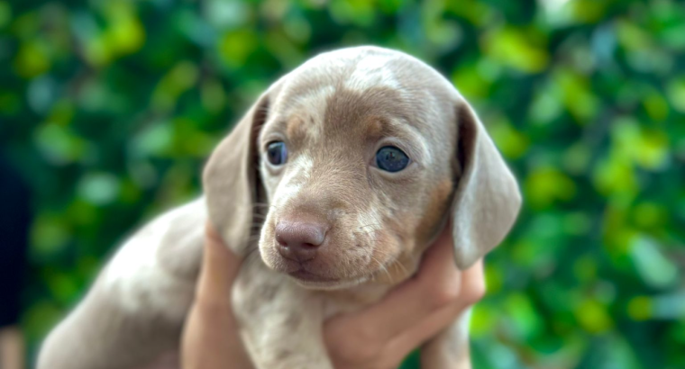 Stunning Dachshunds