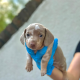 Stunning Dachshunds