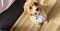 Cavapoo pup for sale