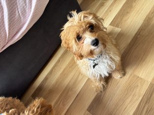 Cavapoo pup for sale