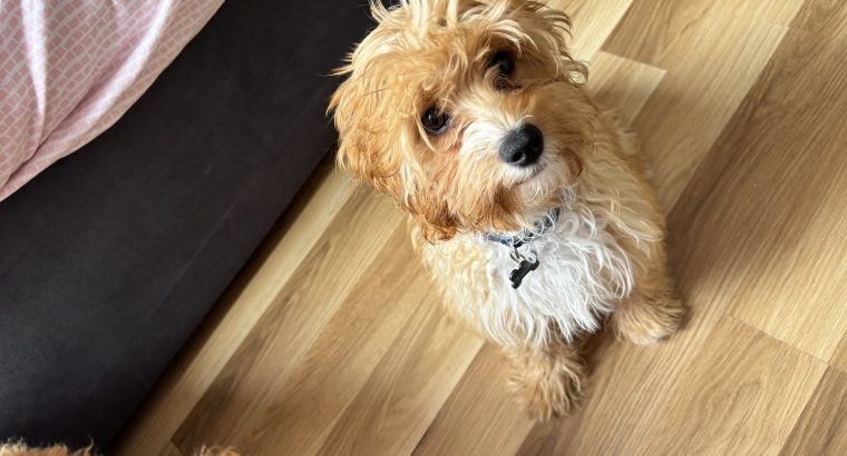 Cavapoo pup for sale