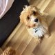 Cavapoo pup for sale